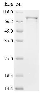 Prolyl endopeptidase (Prep), mouse, recombinant