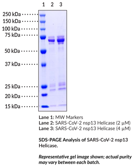 SARS-CoV-2 nsp13 Helicase (E. coli expressed)