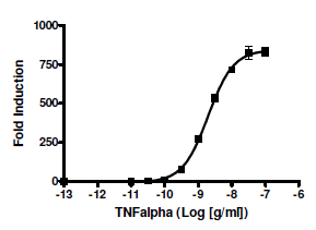 NF-kappaB reporter (Luc), HEK293 Cell line, 2x10(6) cells