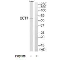 Anti-CCT7