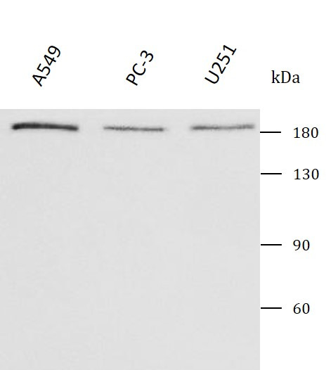 Anti-PPP1R9A