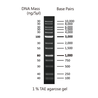 Biomol 1kb Plus DNA Ladder, ready-to-use