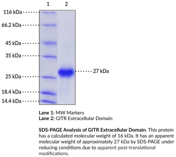 GITR Extracellular Domain (human, recombinant)