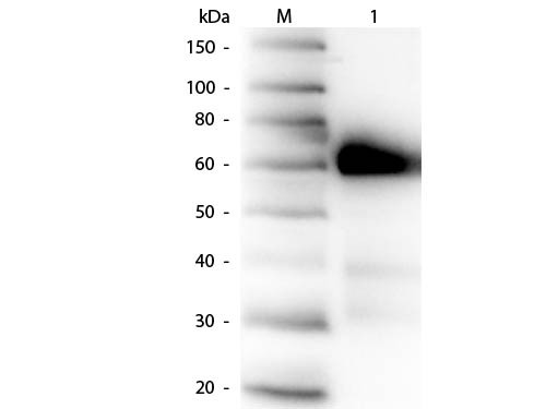 Anti-ALKALINE PHOSPHATASE (Calf Intestine)