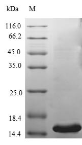 Phospholipase A2 group V (PLA2G5), human, recombinant