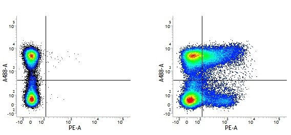 Anti-CD36 (RPE), clone MF3