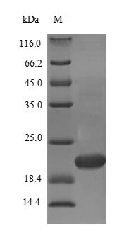 Transcription factor MafK (Mafk), mouse, recombinant
