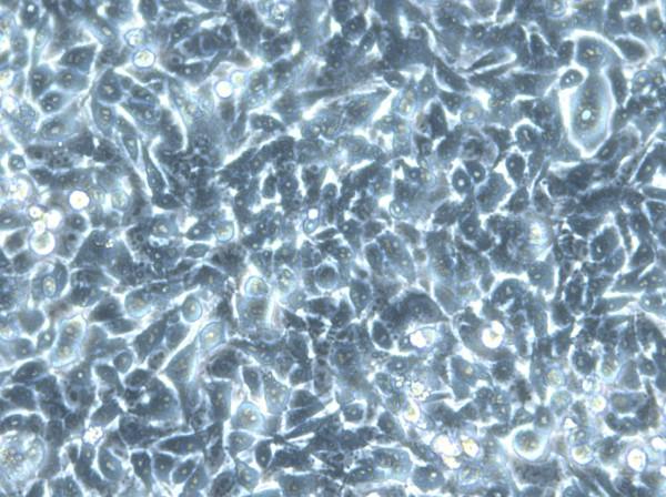 HK EGFP-LaminA/H2B-mCherry Cells