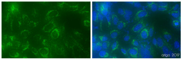 Anti-CD63, clone NKI/C3