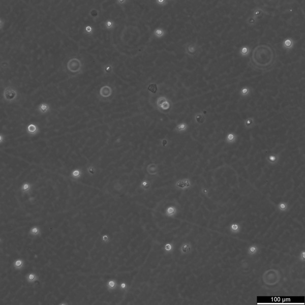 HL-60 Cells