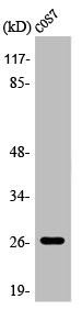 Anti-AQP2