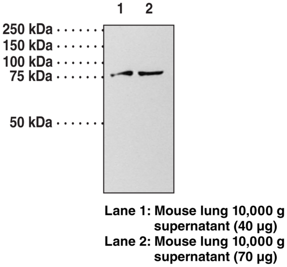 Anti-Guanylate Cyclase alpha subunit (soluble)