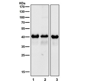 Anti-TARDBP / TAR DNA binding protein 43 / TDP43, clone ABAB-20