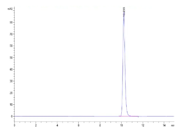 Mouse CA2/Carbonic anhydrase II Protein