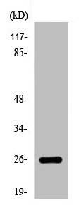 Anti-EIF4E