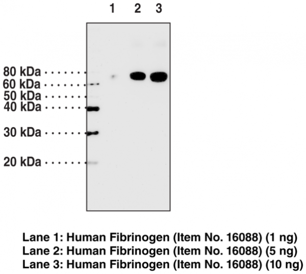 Anti-Fibrinogen (alpha chain)