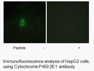 Anti-Cytochrome P450 2E1