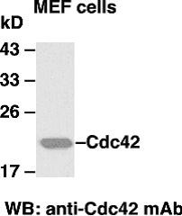 Anti-Cdc42, monoclonal