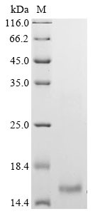 Large neutral amino acids transporter small subunit 4 (SLC43A2), partial, human, recombinant