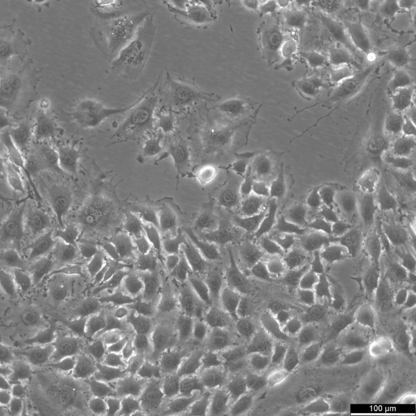 EOMA Cells
