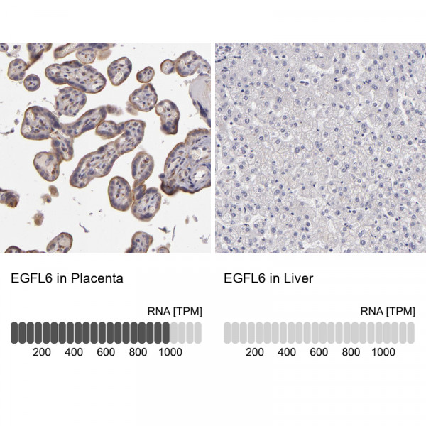 Anti-EGFL6