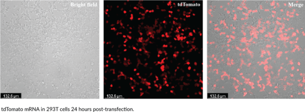 tdTomato mRNA (Cap-1, m1Psi)