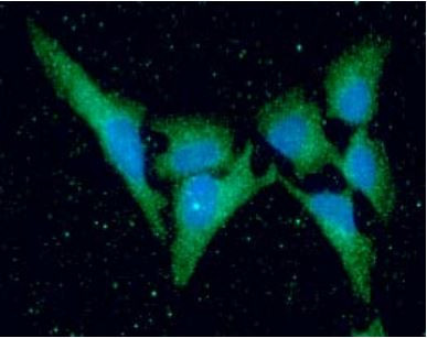 Anti-KIR2DL3, clone 190IIC311