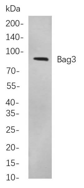 Anti-Recombinant Bag3, clone 8A1