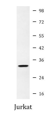 Anti-TFIIB, clone 2F6-A3