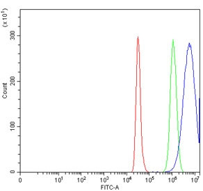 Anti-AREG / Amphiregulin