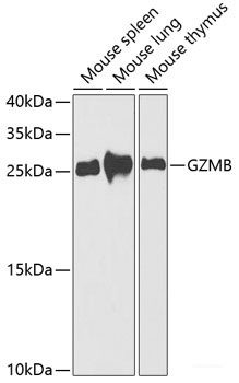 Anti-Granzyme B