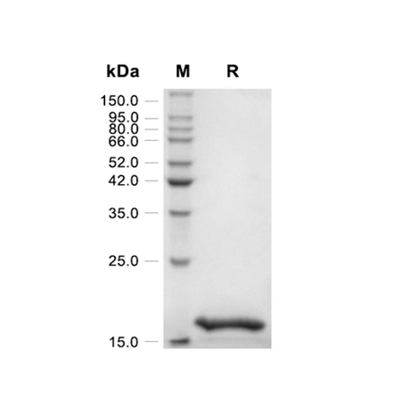 Acidic Fibroblast Growth Factor (FGF-1) Recombinant (Human)