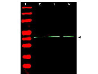 Loading Control Antibody Sampler Kit