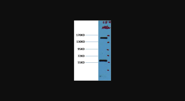 Anti-CD45, monoclonal
