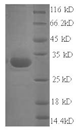 Exfoliative toxin A (eta), Staphylococcus aureus, recombinant