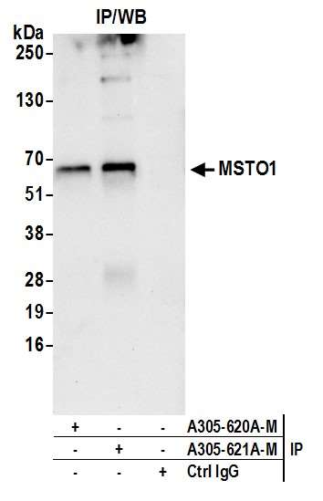 Anti-MSTO1