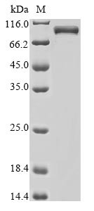 Mi-2 autoantigen 240 kDa protein, partial, human, recombinant