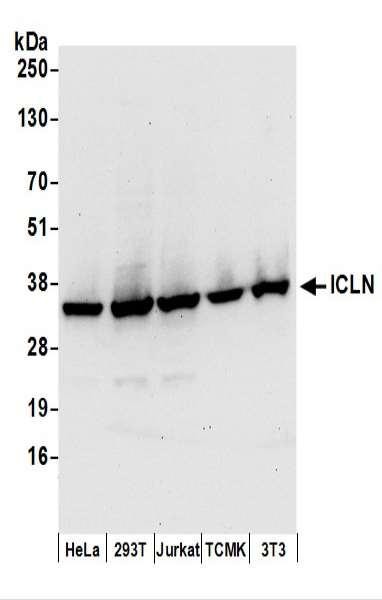 Anti-ICLN