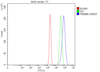 Anti-TIMM8B / Tim8 B