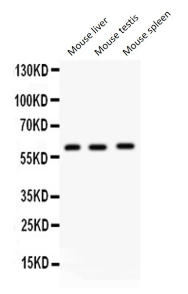 Anti-FMO5