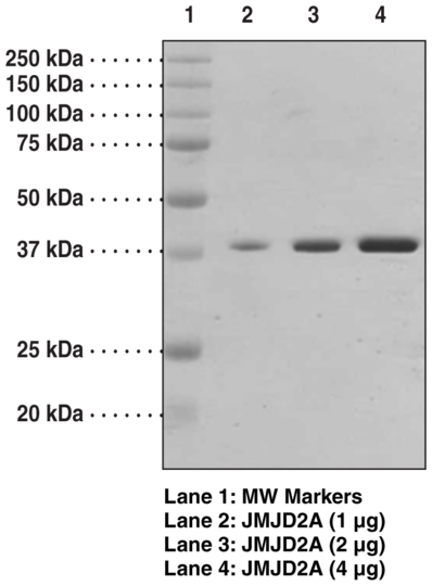 JMJD2A (human, recombinant, His-tagged)