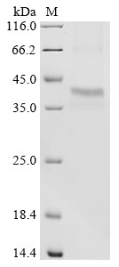 U1 small nuclear ribonucleoprotein A (SNRPA), human, recombinant