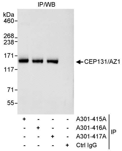 Anti-CEP131/AZ1