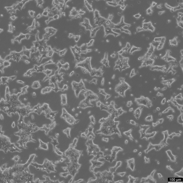 INS-1 Cells