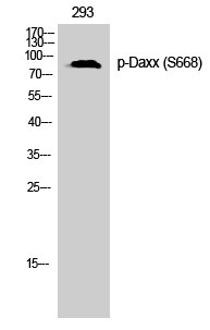 Anti-phospho-Daxx (Ser668)
