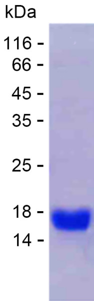 Recombinant Human CDH7 Protein