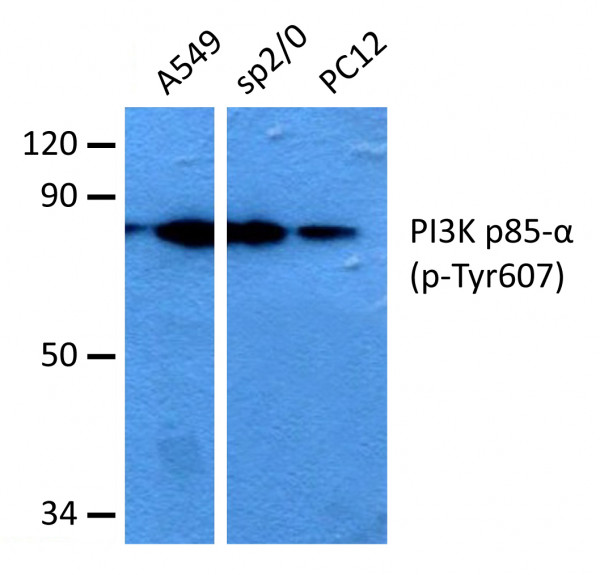 Anti-phospho-PI3K p85 (Tyr607)