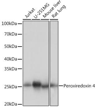 Anti-Peroxiredoxin 4 (PRDX4)