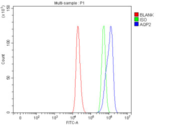 Anti-Aqp2 / Aquaporin 2