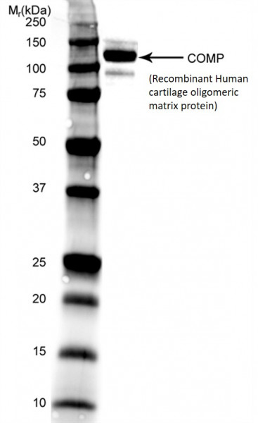 Anti-COMP [MA37C94 (HC484D1)], clone MA37C94 (HC484D1)